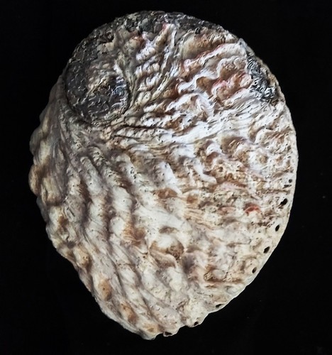 Abalone muschel x 16 cm - abalone,