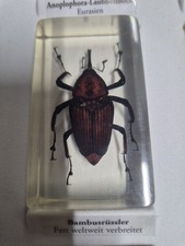 Bambusrüssler Mini Biester In