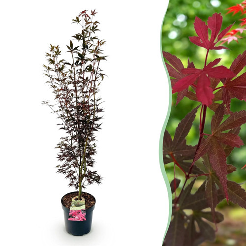 Acer palmatum skeeters broom - acer,