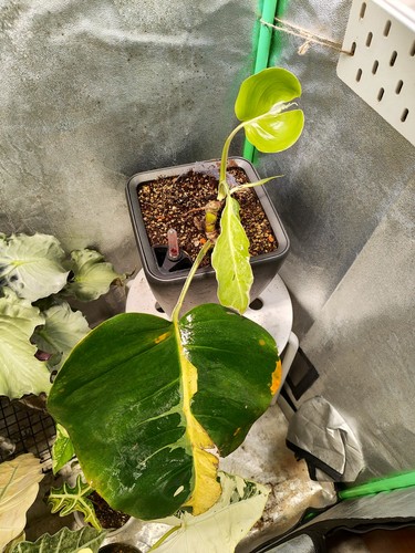 Monstera white lava - white,
