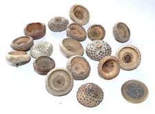 Roteiche Kappen, 30 Stück gebleicht, Ø 17-22 mm zum Basteln, Dekorieren