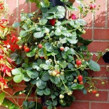 KLETTERERDBEERSAMEN, 50