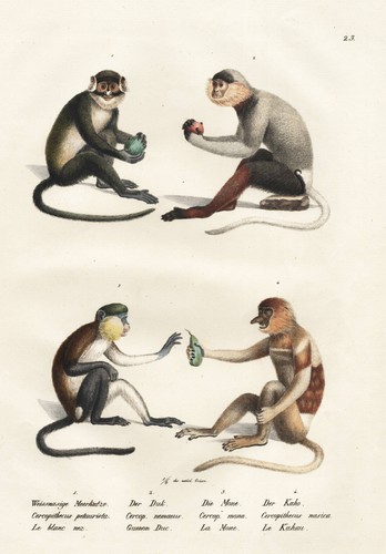 Affen meerkatze affe monkeys - meerkatze,