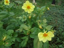 Dahlienknollen 2 Stück mignon hellgelb