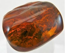  Bernstein Natur Insekt