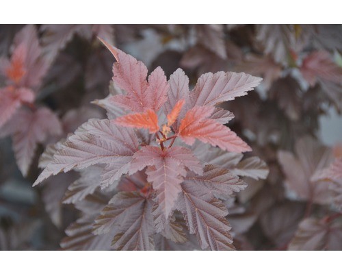 Blasenspiere floraself - blasenspiere,