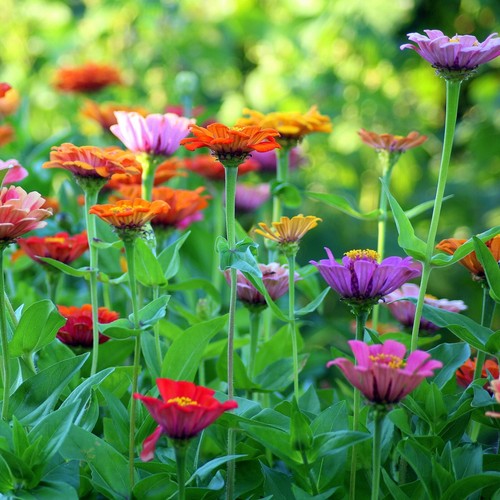 2000 samen zinnie zinnia - samen,