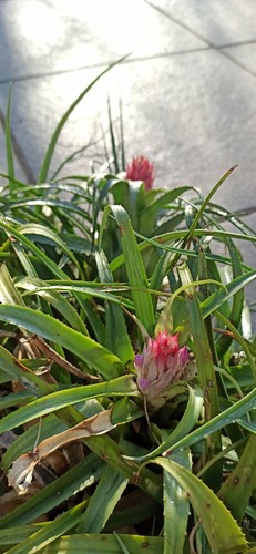 Aechmea recurvata bromelie - aechmea,