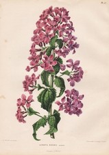 Lunaria Biennis Silberblatt annua honesty flower botanical litho print Witte