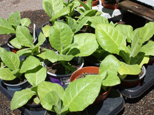 Tabak Samen aus Bio Anbau  schonend getrocknet