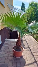 Hanfpalme 9-10 Jahre