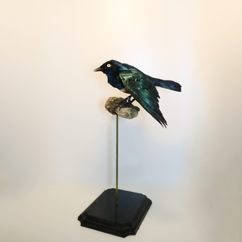 Superb starling lamprotornis - superb, (lamprotornis