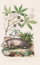 Maniok Botanik botany Opossum
