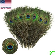 60 pc Peacock Feathers in Bulk