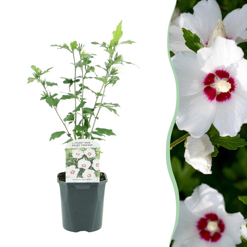 Hibiscus syriacus red heart - syriacus,