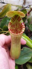 Nepenthes lowii X merriliana