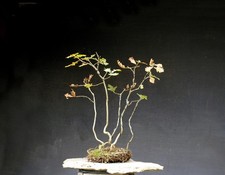 Bonsai outdoor winterhart