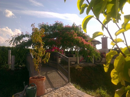Albizia julibrissin ombrella - julibrissin, ombrella®