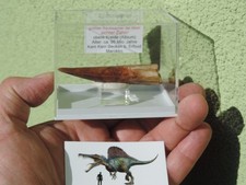 Großer zahn vom spinosaurus - großer,