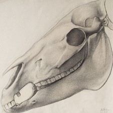 Tierschädel Pferd Zeichnung