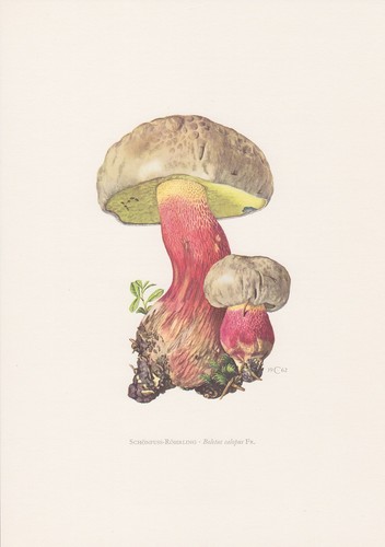 Schönfuß röhrling boletus - schönfuß-röhrling,