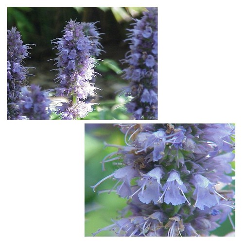 Super blumen samen - super,