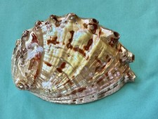 schöne Perlmutt Meeresmuschel