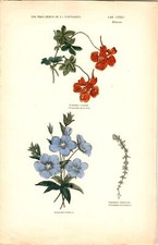 Antike Handkolorierte Lithographie Grafik 19 Jh. Pflanzen, Blumen
