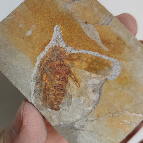 Zikade insekt fossil auf - /,