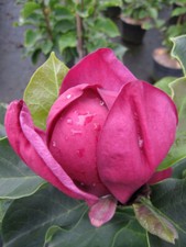 Magnolie Genie ® - Magnolia x