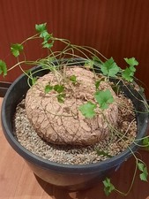 Ibervillea lindheimeri - , xl