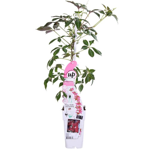Wilder wein parthenocissus - wilder,