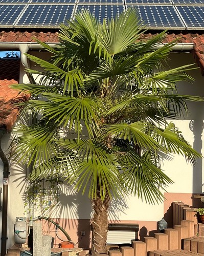 Trachycarpus fortunei