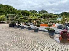 Tropictrees -Olivenbaum Pon