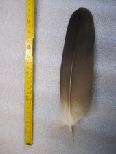 Adlerfeder  Seeadlerfeder