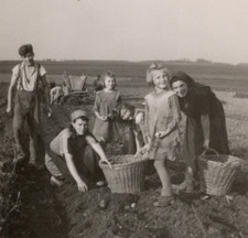 35/1136 FOTO ALTE ZEITEN -  ARBEIT IN DER LANDWIRTSCHAFT  BAUER KARTOFFELN LESEN