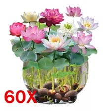 60x Samen Lotus Mix