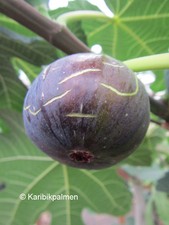 Ficus carica 'Terza' - schwarzer Frucht Feigenbaum  -18°C - Pflanze 20-40cm