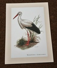 WEISSER STORCH * Ciconia ciconia * Kunstdruck, Poster, Bild, Dekoration