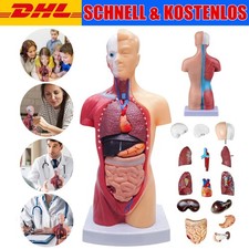 Anatomie Modell Torso Mann