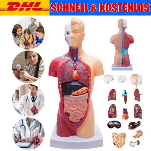 Anatomie modell torso - anatomie,