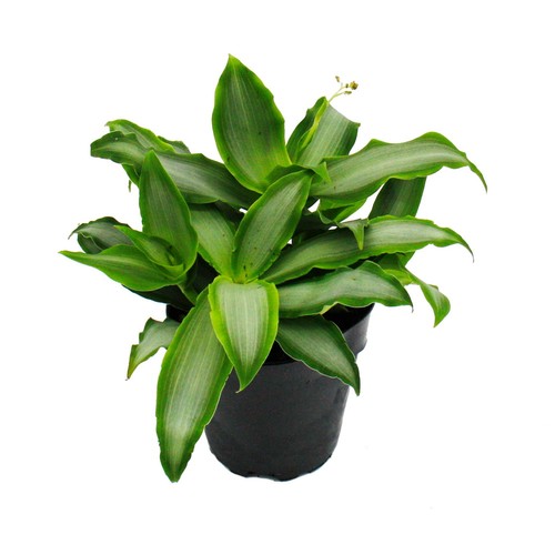 Murdannia loriformis bright - murdannia, "bright
