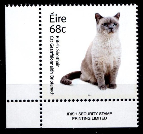 Katzen britisch kurzhaar - britisch, 1w