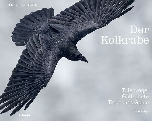 Der kolkrabe totenvogel - der,