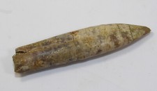 Belemnit, Conohibolites