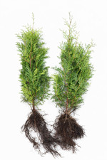 Thuja brabant 25st 80cm - thuja, 25st.