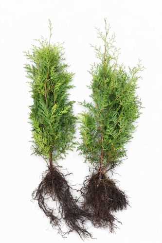 Thuja brabant 25st 80cm - 25st.,