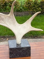 DM. 5184 Abwurfstangen (Elchgeweih) Elchschaufel mit Sockel