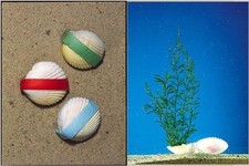 WUNDERMUSCHEL 1x Zaubermuschel