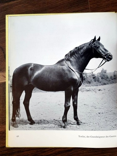 1959 trakehner rantzau - rantzau, *
